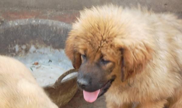 肉犬养殖难？