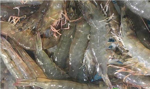 秋季青虾池塘高效养殖技术要点