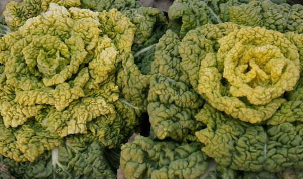 黄心乌种植技术