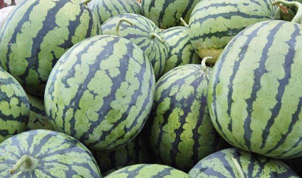 蟠龙西瓜种植有哪些注意事项？