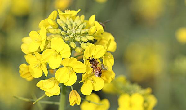 油菜僵苗防治措施