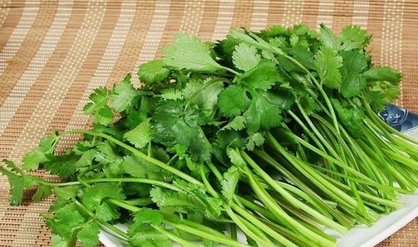 香菜这样种简单，产量高