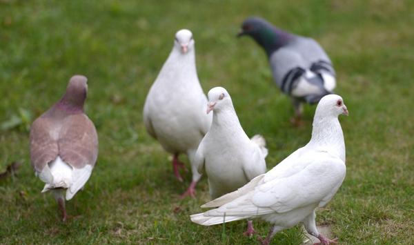 鸽病有哪些症状表现？怎么防治？
