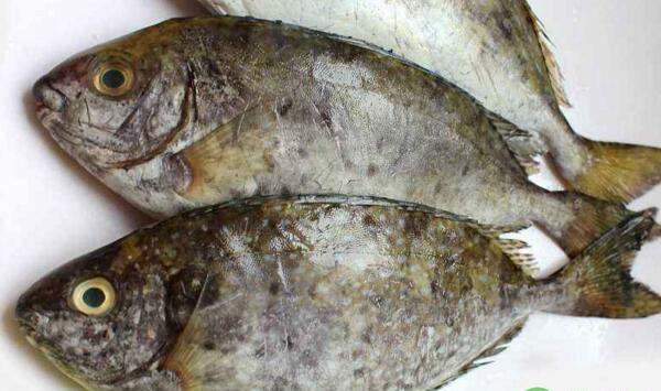 长鳍篮子鱼放苗前准备工作有哪些？长鳍篮子鱼饲养管理