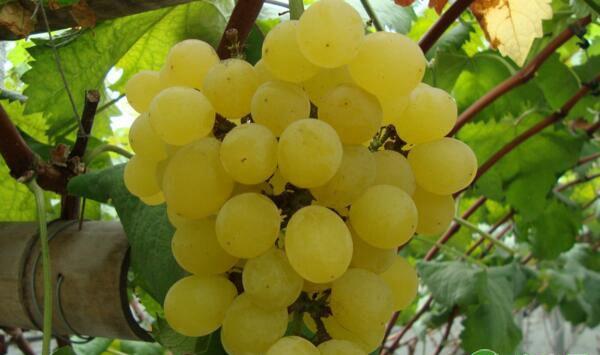 湖北葡萄产业存在哪些问题？湖北葡萄产业现状及发展建议