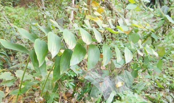 湖南多花黄精规范化栽培技术及病虫害防治要点