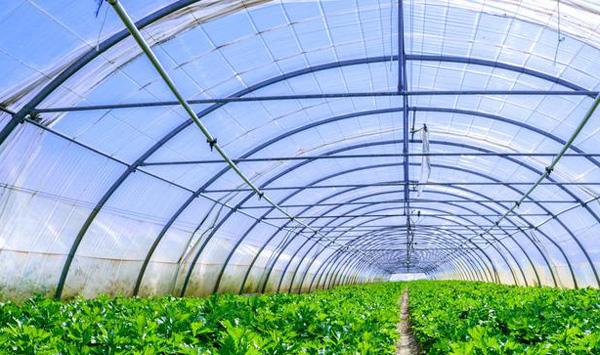 冬天芹菜种植管理