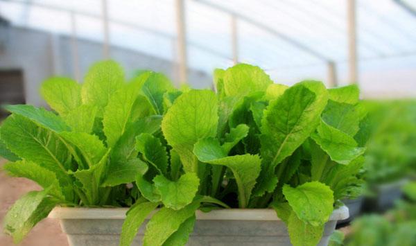 大棚蔬菜病虫害发生特点及防治要点