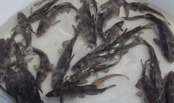 北方地区鱼种网箱安全越冬要点