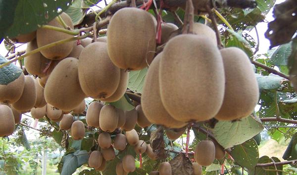 红心猕猴桃高效栽培技术及病虫害防治