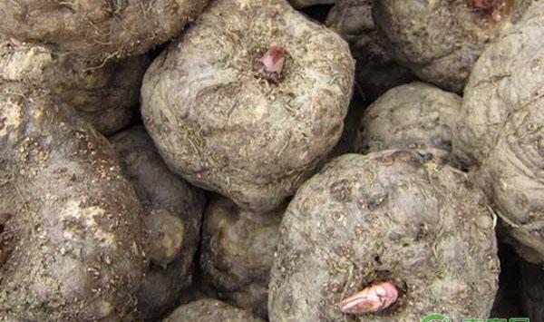 魔芋什么时候种植？魔芋高产栽培管理技术