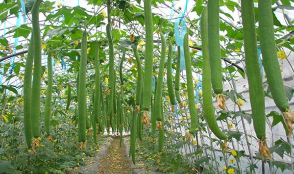 丝瓜这样定植及搭建瓜棚吃不完