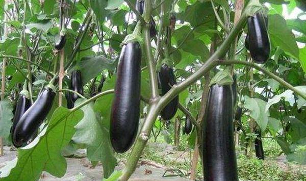 茄子病虫害防治