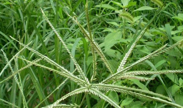 水稻牛筋草防治方法