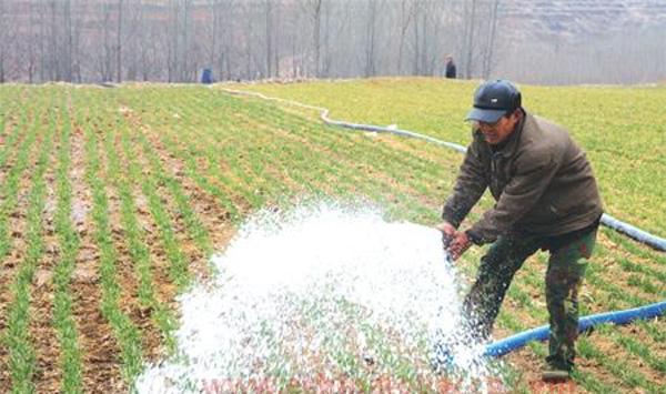 小麦播种后几天浇水