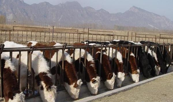 肉牛场如何防控疫病？