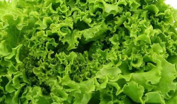 生菜播种时间和高产种植方法