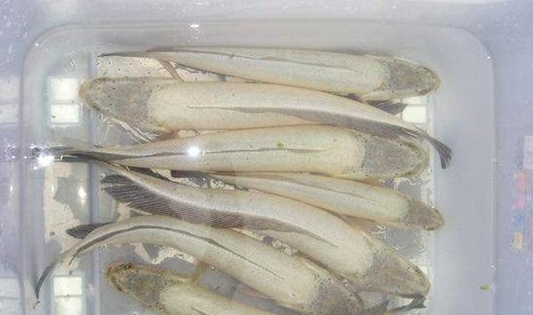 “白乌鱼”怎么人工养殖？