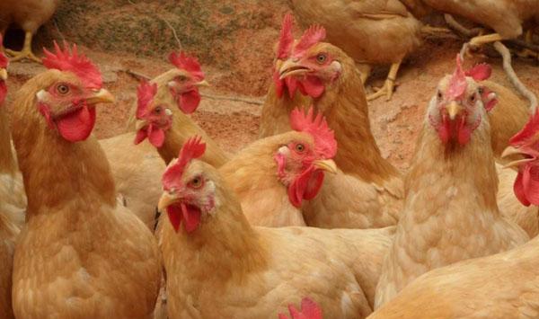 鸡舍温度有哪些要点？鸡舍温度三大标准