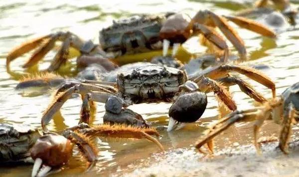 地下井水养河蟹有哪些注意事项？