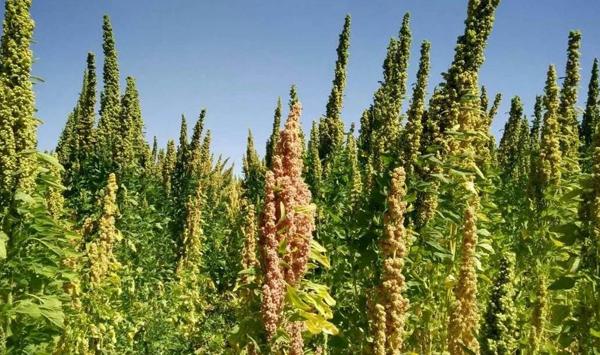黄金藜麦丰产种植技术