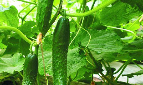 黄瓜叶缘发黄现象