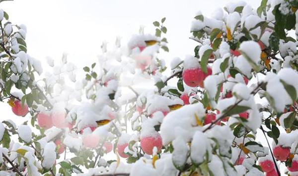 果树防冻要点