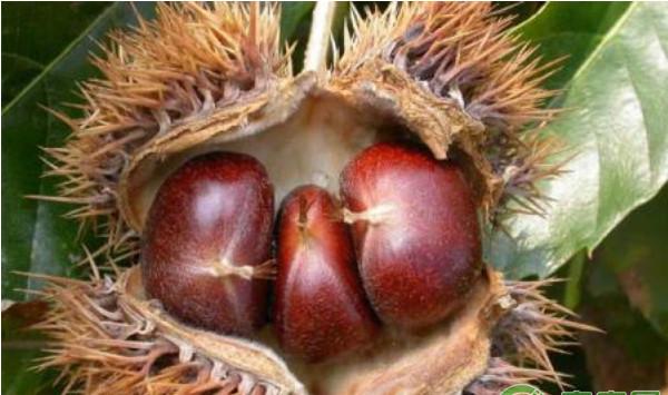 板栗幼树早期高产栽培技术