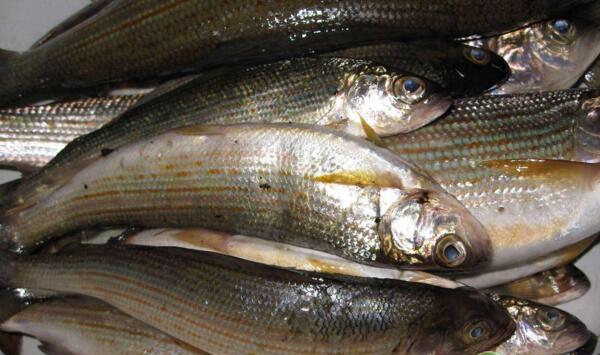 长鳍篮子鱼放苗前准备工作有哪些？长鳍篮子鱼饲养管理