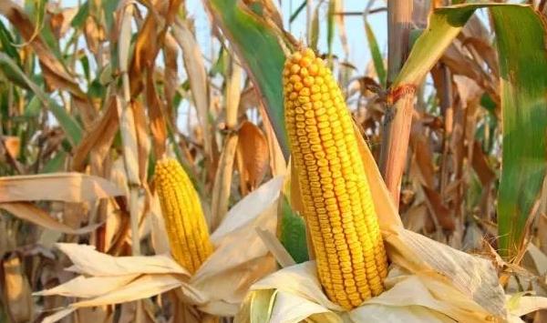 玉米膜侧沟垄盖栽培技巧