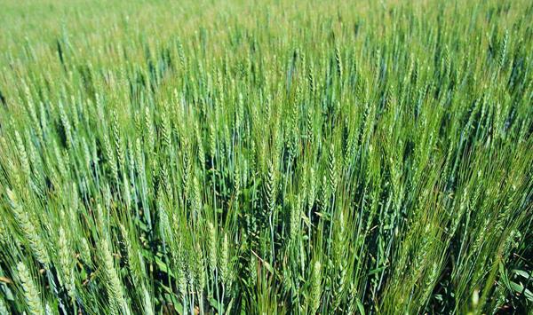 小麦种植怎么防治地下虫？