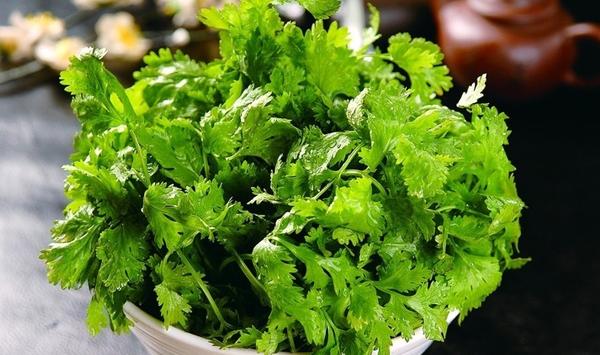 香菜这样种不仅产量高10倍，而且还简单