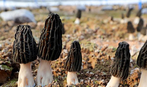 羊肚菌人工养殖难吗？