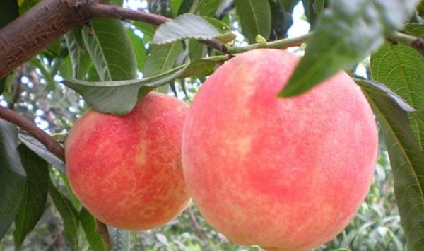 玉龙县冬雪蜜桃引种表现及栽培技术要点