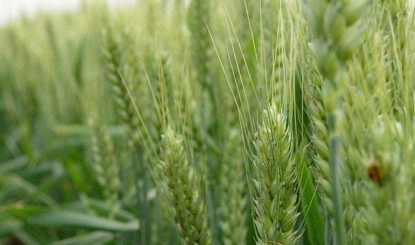 小麦种植亩使用多少化肥？（附用药配方）