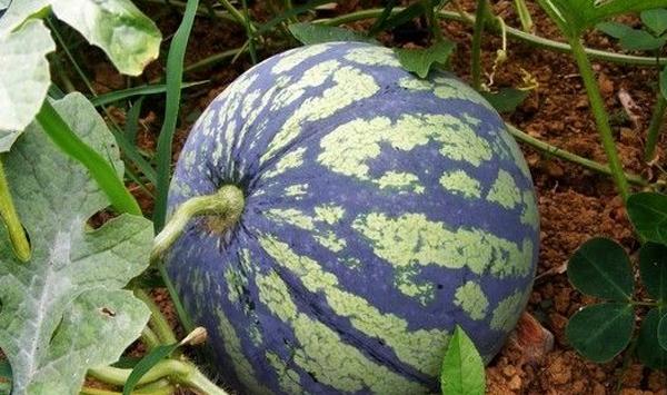 蟠龙西瓜好吃吗？