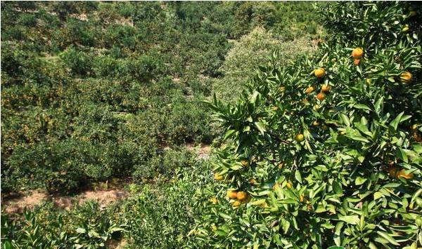 重庆市万州区晚熟柑橘栽培管理技术