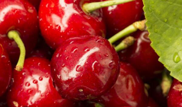 浙江杭州大樱桃病虫害防治要点及温室栽培技术