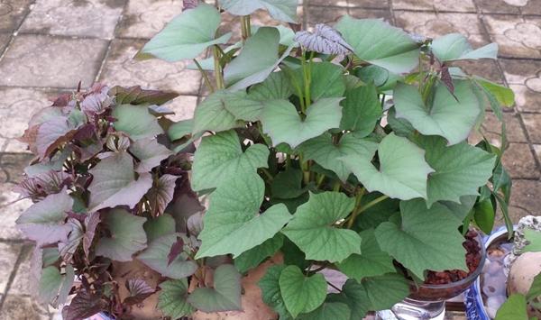 冬天红薯的保存方法