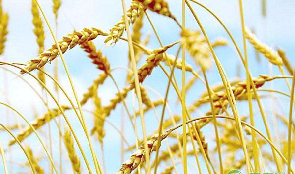 小麦主要分布在哪？主要农作物种植收获时间及小麦分布