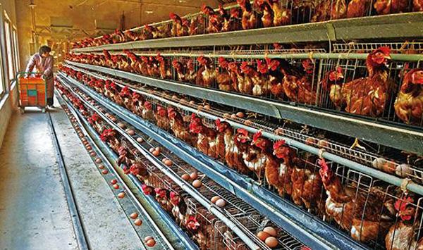 蛋鸡舍空栏期消毒