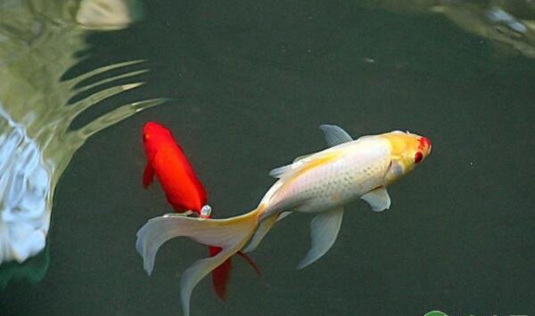 “观赏鱼之王”锦鲤无水挂卵孵化技术