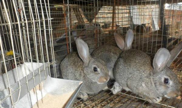 肉兔养殖怎么人工受精？