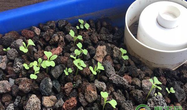 农药除草剂的正确使用方法