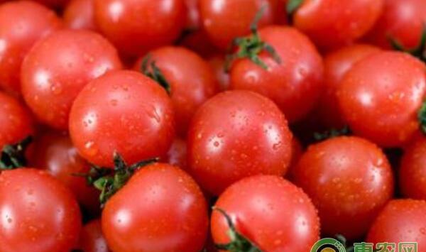 圣女果种植时间和高产栽培技术