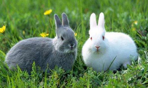 獭兔冬养冬繁注意事项