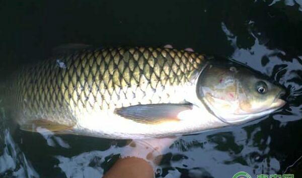 一龄草鱼苗种放养多少为宜？一龄草鱼种培育关键技术