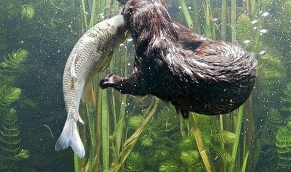 水貂采食量下降怎么办？