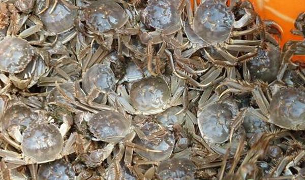 河蟹养殖水质调节建议及常见水质问题解决方案