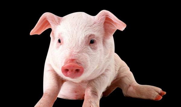 猪棘球蚴病一年四季都会发生吗？有哪些防治措施？